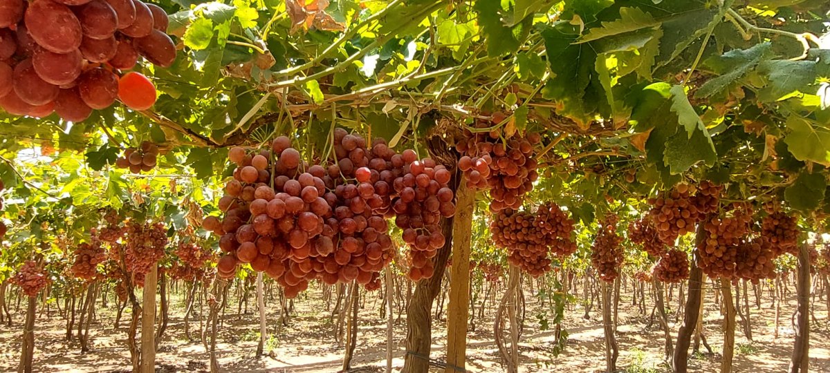 Mahd Rashid EL-MAHD Group | Engineering & Agriculture